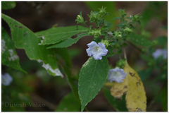 Thelepaepale ixiocephala